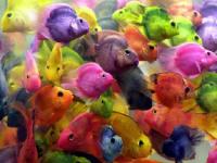 Peces de colores