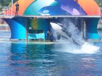 Orque marineland