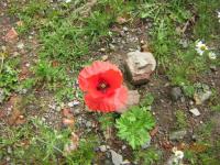 Gentil coquelicot !!!