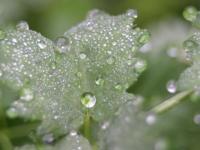 Perle d'eau