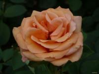 Rose Jolie Môme