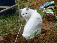Chat jardinier