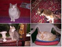 Quatuor de chats