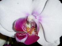 à coeur
