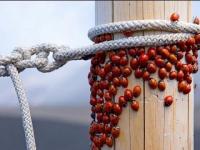 Attroupement de coccinelles