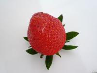 La Fraise Gariguette