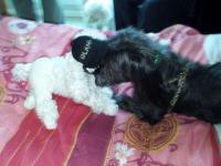 Histoire de chiens