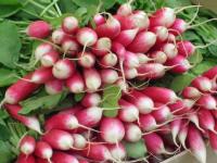 Provence: radis