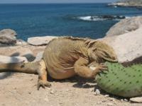 Cactus pour un grand estomac