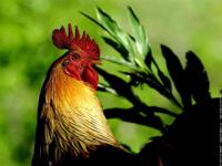 Fier d'être un coq !!!