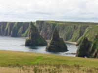Fantaisie de la nature