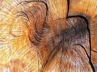 Délit de fuite