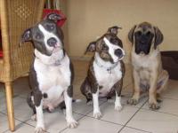 Bobby, Shètane & Cassius