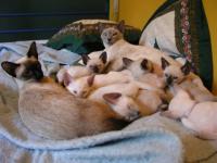 Nombreuse famille