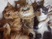 Mes chats