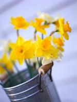 Narcisos