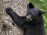 L'ours noir