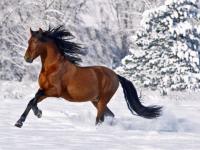 Un petit galop dans la neige