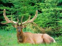 Attention le chasseur!