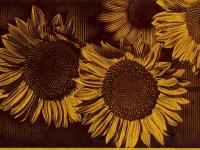 Gravure de tournesols