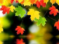 Hojas de otoño