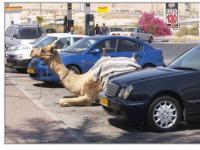 Beersheva