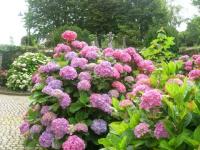 Les hortensias