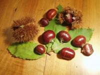 L'automne & chataignes