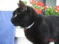 Chat pompon