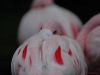 Zoo d'Amneville : Flamant