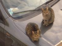 Youpi et Filou