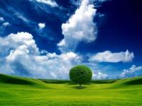 Arbol solitario