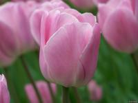 1-Tulipe rose