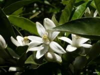 Fleurs d'oranger