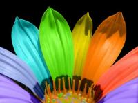 Flor 9
