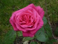 Rose Maria Callas