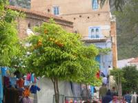 Oranger à Chefchaouen