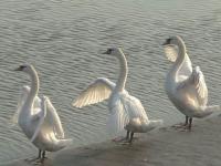 Swan chi-kong