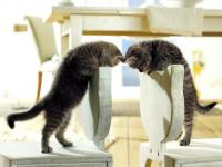 Chatons curieux