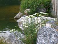 Bord du Lac d'Eslourenties