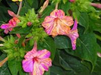 Belle de jardin