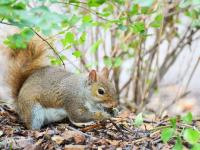 Squirrel (2)