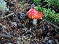 Champignon aux bouilloused
