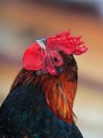 Coq à tante Hélène