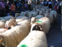 Aramits : transumance