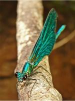 Calopteryx virgo