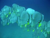 Banc de poissons, Thaïlande