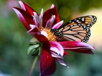 Mariposa4