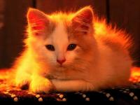 Chat dans la lumiere