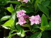 Hydrangea